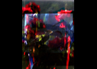 Roses - See full screen
