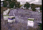 Les abeilles - Afficher en plein ecran